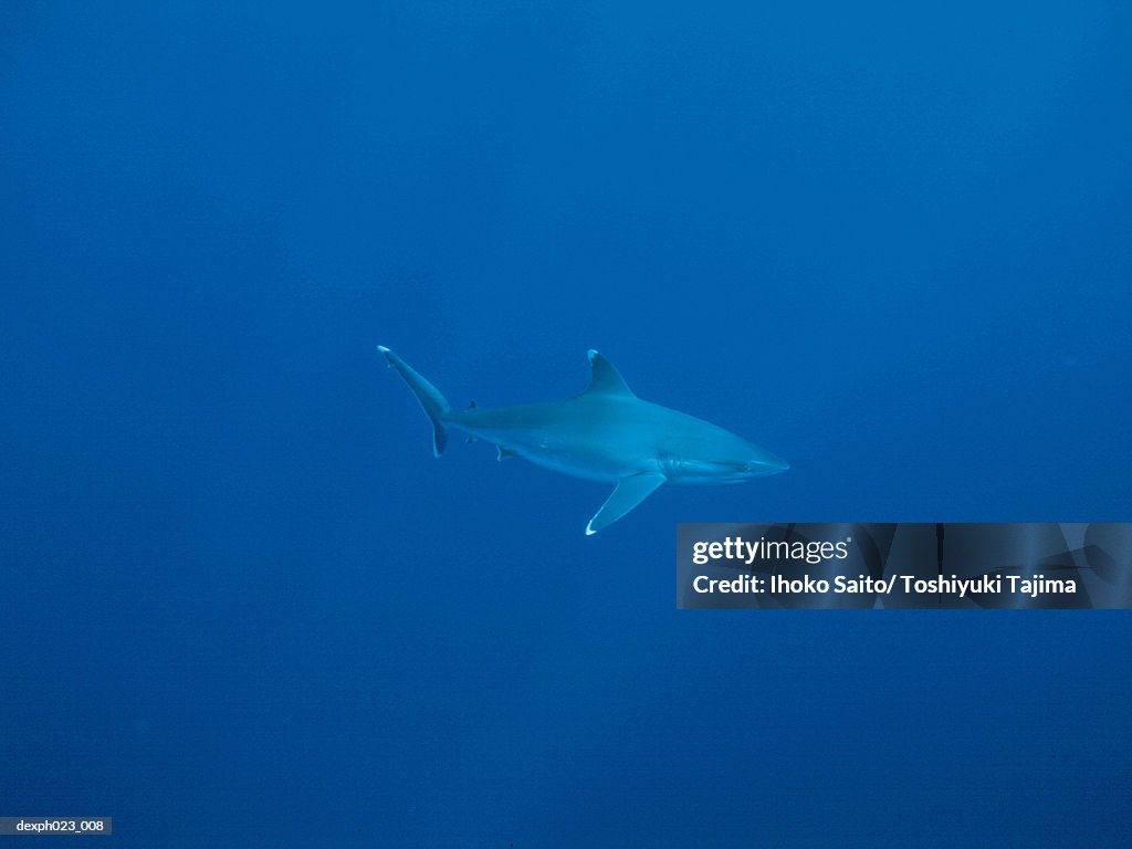 Caribbean Reef Shark (Carcharhinus perezi)
