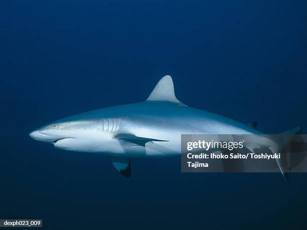 caribbean reef shark (carcharhinus perezi) - silver shark - fotografias e filmes do acervo