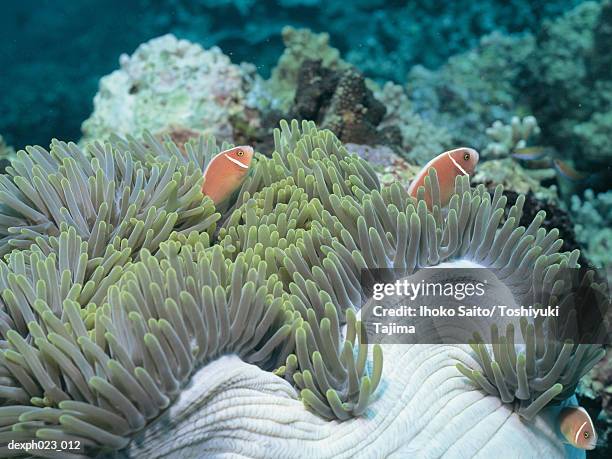 skunk anemone fish - amphiprion akallopisos stock pictures, royalty-free photos & images