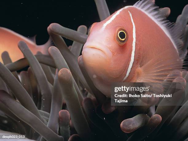skunk anemone fish - amphiprion akallopisos stock pictures, royalty-free photos & images
