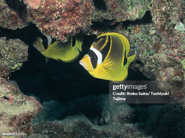 racoon butterflyfish - raccoon butterflyfish stock pictures, royalty-free photos & images