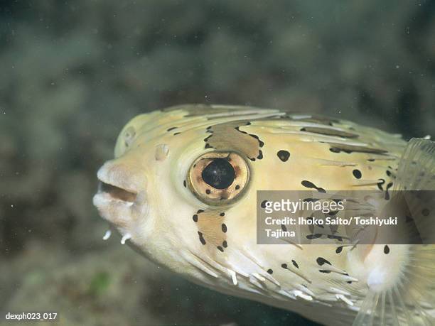 balloonfish (diodon holocanthus) - pez puercoespín fotografías e imágenes de stock