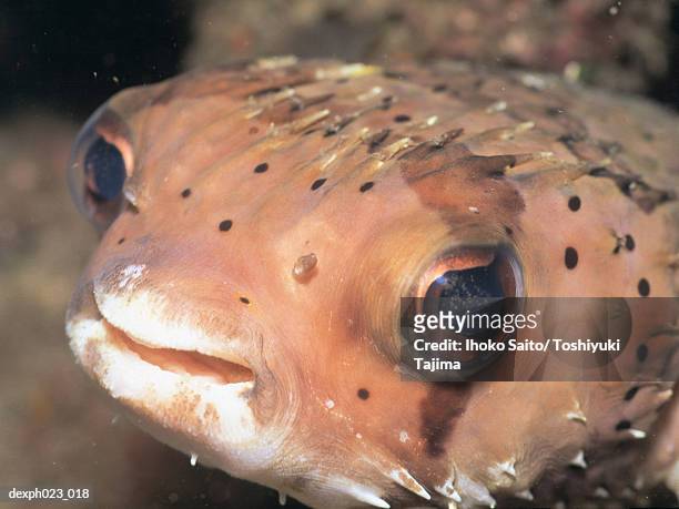 balloonfish (diodon holocanthus) - balloonfish stock pictures, royalty-free photos & images