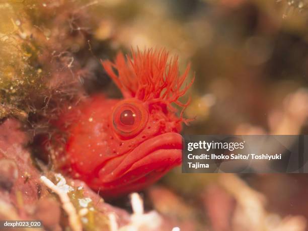crested blenny (parablennius laticlavius) - crested blenny stock pictures, royalty-free photos & images