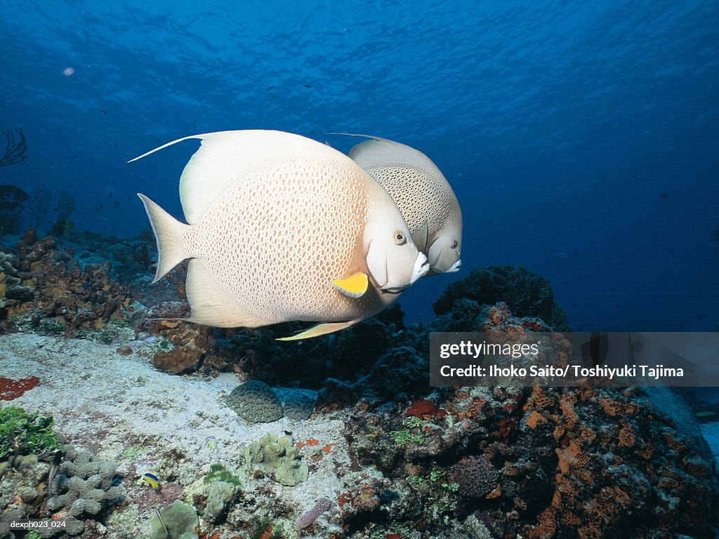 Gray Angelfish