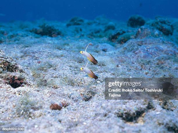 firefish goby (nemateleotris magnifica), close-up - trimma okinawae stock pictures, royalty-free photos & images