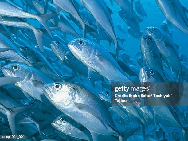school of jack fish - jack fish stock pictures, royalty-free photos & images