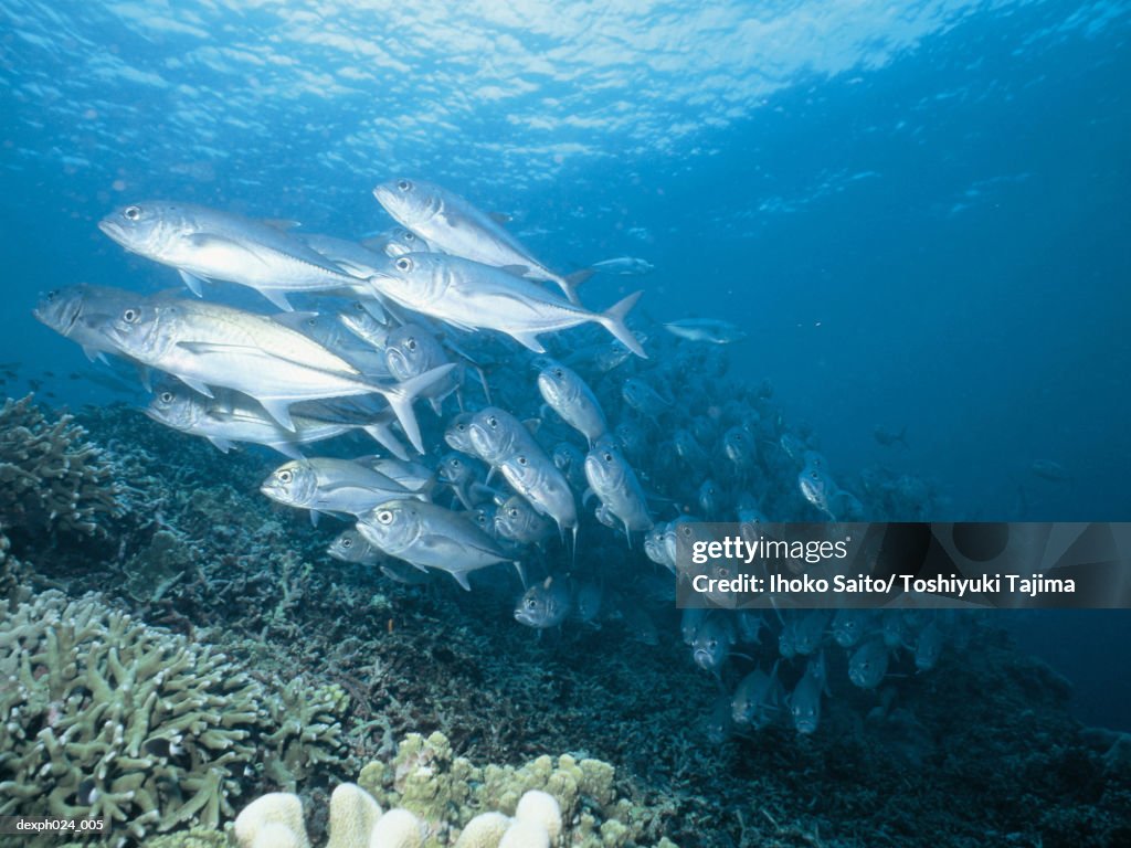 School of Jack Fish