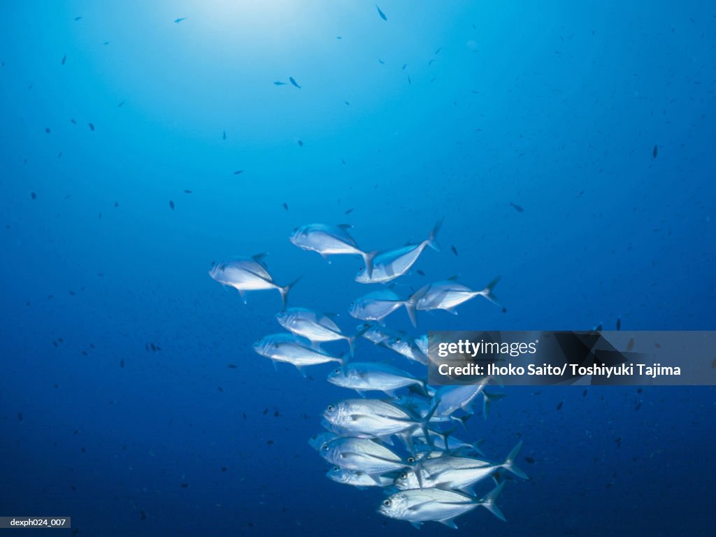 School of Jack Fish