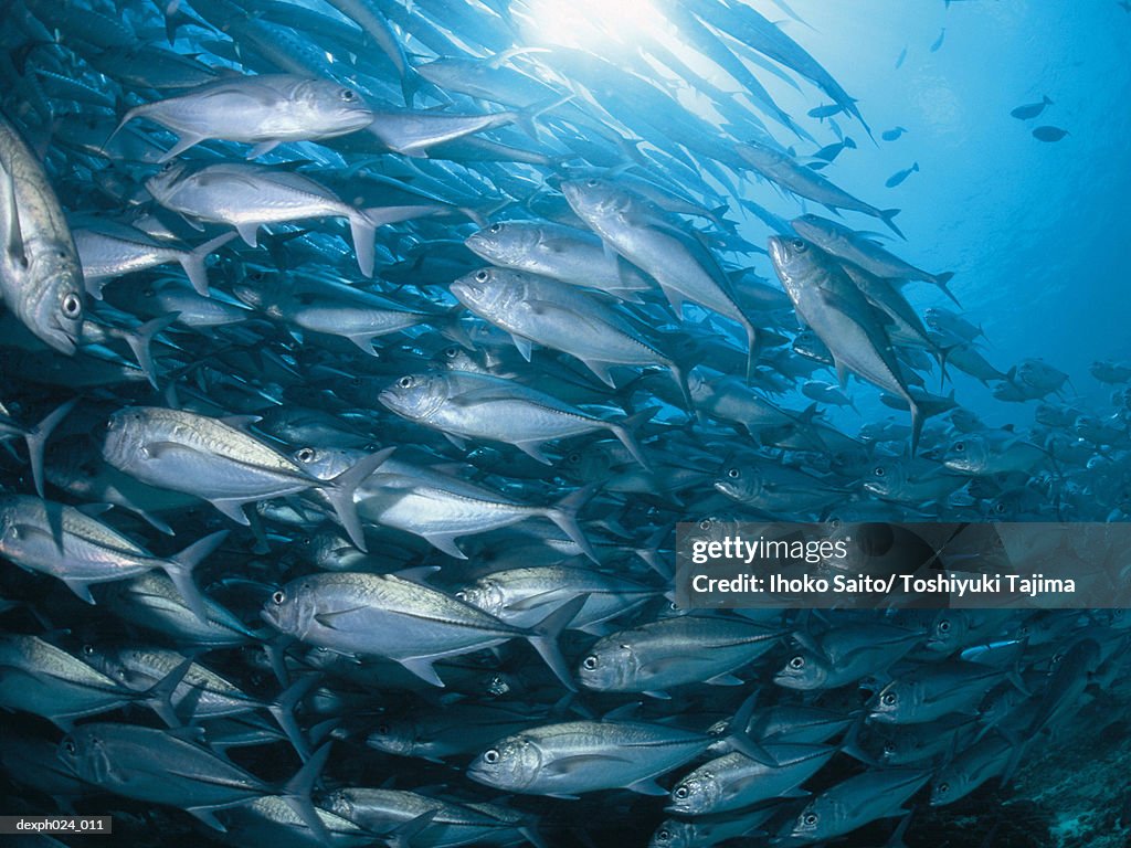 School of Jack Fish