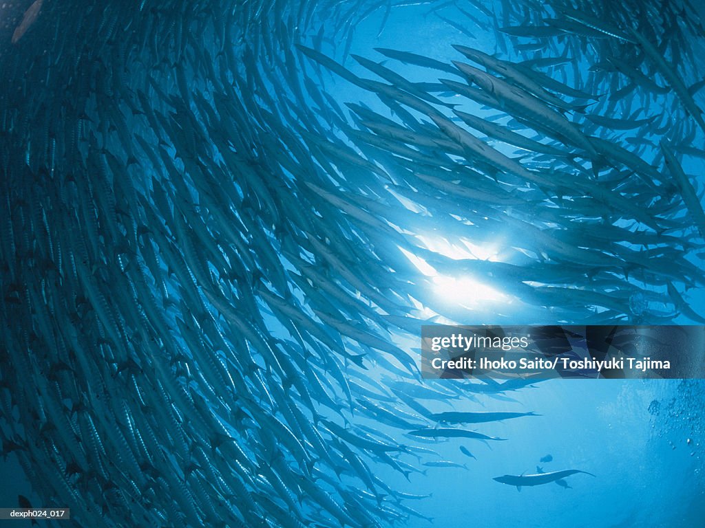 School of sawtooth barracuda (Sphyraena putnamiae)