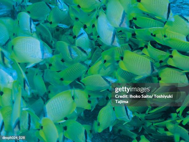 school of raccoon butterflyfish - raccoon butterflyfish stock pictures, royalty-free photos & images