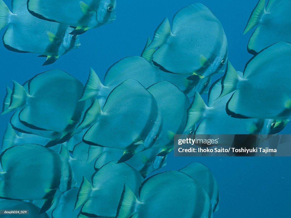 School of Batfish (Ephippidae sp.)
