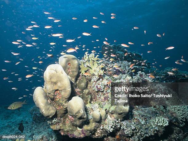 school of fairy basslet and coral reef - basslet stock pictures, royalty-free photos & images