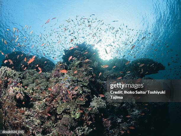 school of fairy basslet and coral reef - basslet stock pictures, royalty-free photos & images