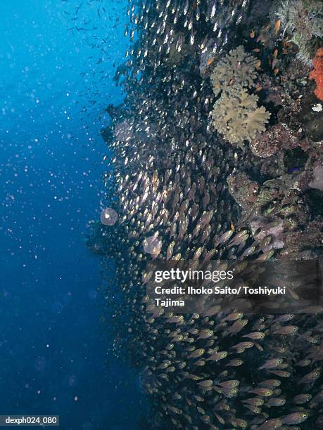 school of fairy basslet and coral reef - basslet stock pictures, royalty-free photos & images