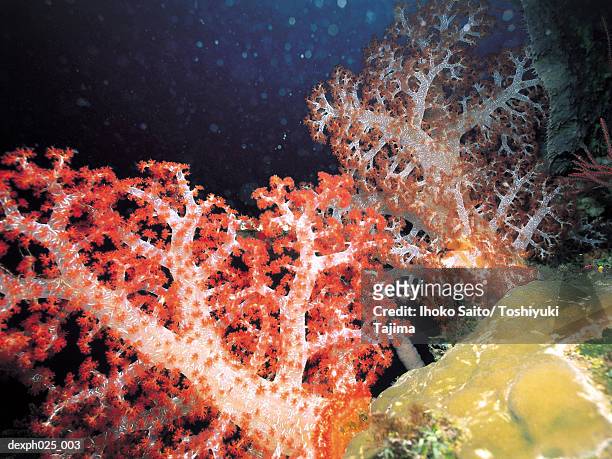 red alcyonarian soft coral (dendronephthya sp.) - sp imagens e fotografias de stock