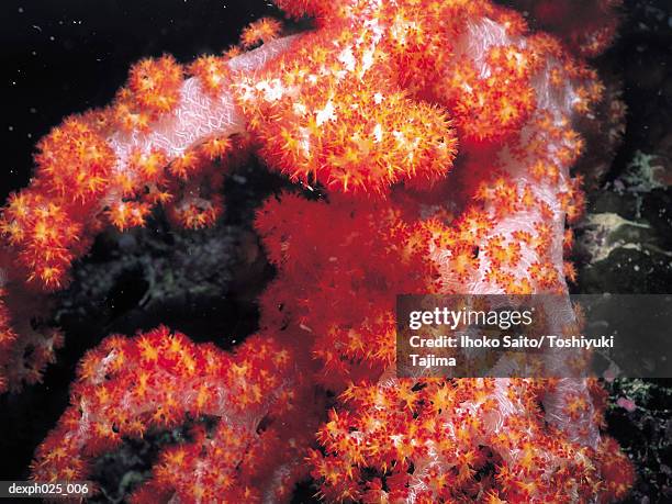 red alcyonarian soft coral (dendronephthya sp.) - sp imagens e fotografias de stock