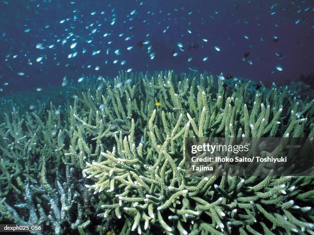 hard coral - hard coral stock pictures, royalty-free photos & images