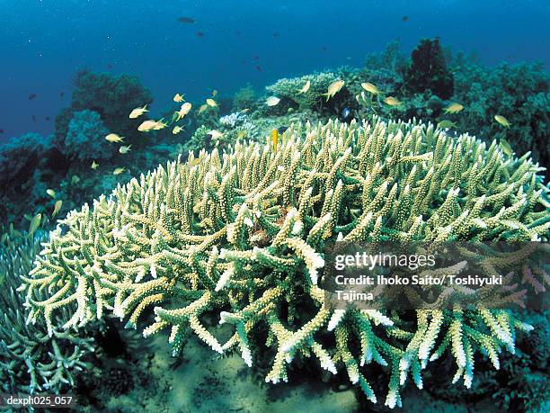 hard coral - hard coral stock pictures, royalty-free photos & images