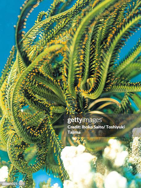 crinoid, close up - crinoid stock pictures, royalty-free photos & images