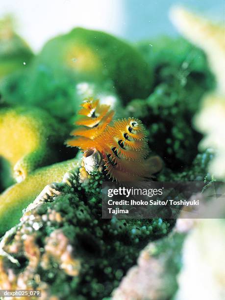 closeup of a spiral gilled tubeworm - spiral foto e immagini stock