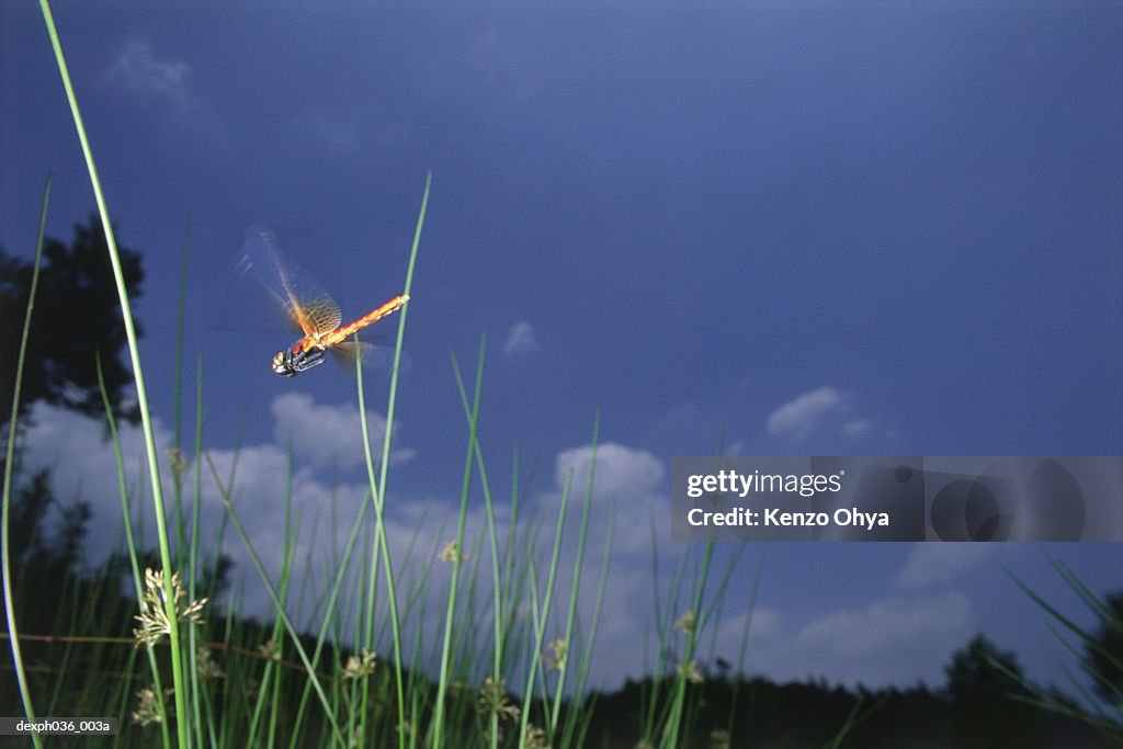 Dragonfly in flight among grass