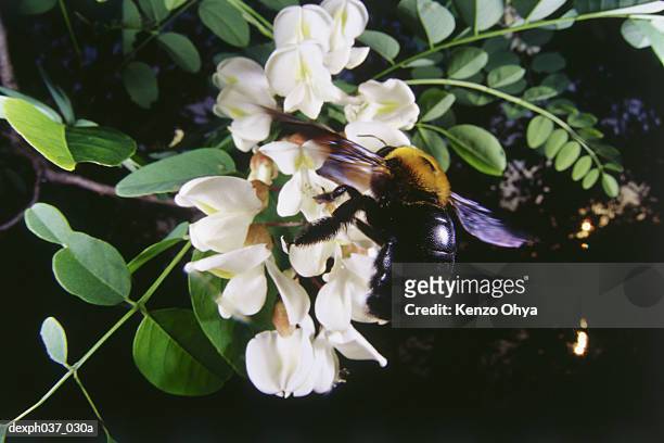 bee landing on flowers, rear view - hymenopteran insect stock pictures, royalty-free photos & images