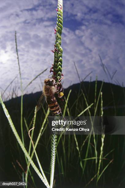 bee on grass, close up - hymenopteran insect stock pictures, royalty-free photos & images