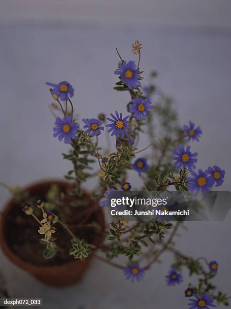 pot of forget-me-nots, elevated view - about me stock pictures, royalty-free photos & images