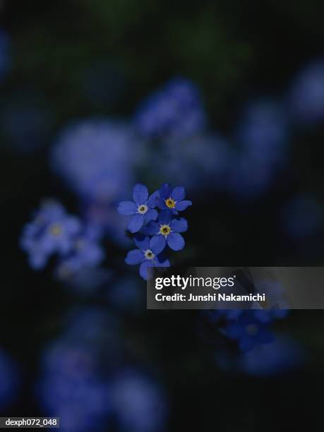 Purple Forgetmenots Full Frame Selective Focus High-Res Stock