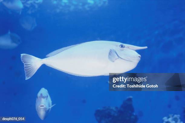 unicorn fish - doktorfisch stock-fotos und bilder