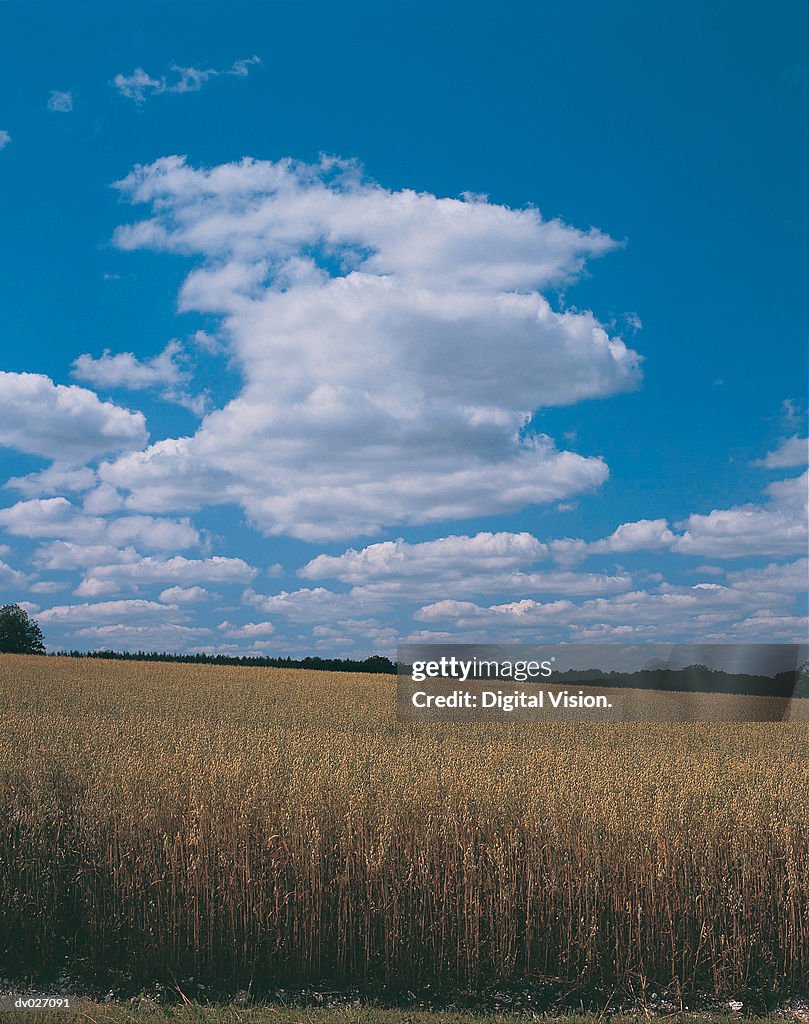 Scattered clouds over field