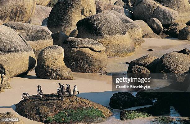 jackass penguins, boulders beach cape town - simonstown stock pictures, royalty-free photos & images
