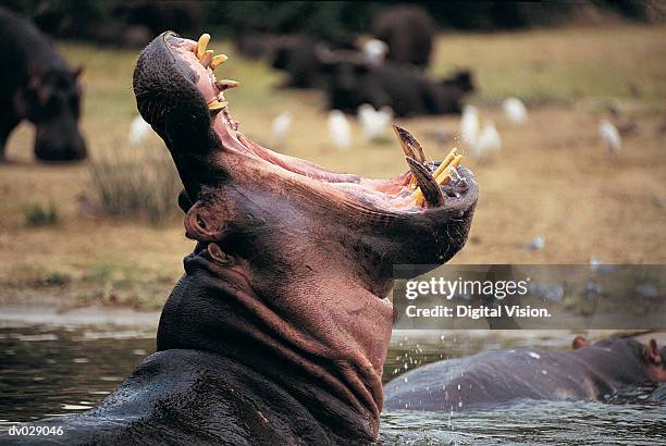 hippo (hippopotamus amphibius), queen elizabeth park, uganda - queen elizabeth 個照片及圖片檔
