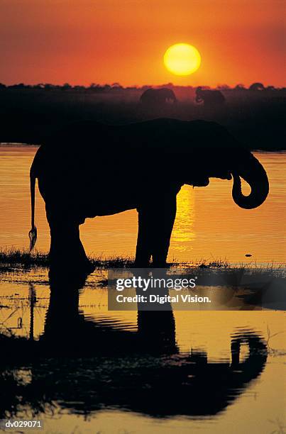 sunset silhouette of elephant (loxodonta africana), savuti, chobe ntl park, botswana - chobe nationalpark stock-fotos und bilder