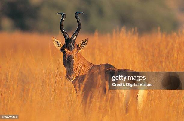 hartebeest (alcelaphus buselaphus), adult male - hartebeest stock pictures, royalty-free photos & images