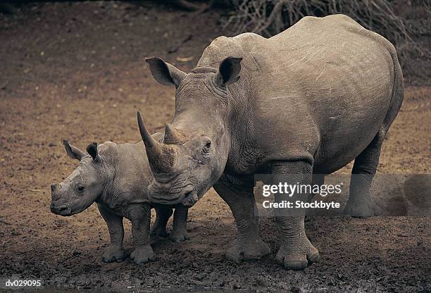 white rhinoceros, mkuzi game reserve - riserva naturale di mkuze foto e immagini stock