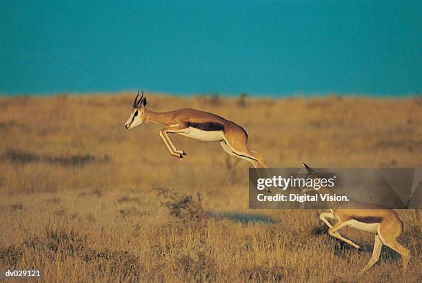 Springbok Jumpng 343 Springbok Jumping Stock Photos, High-Res Pictures, and Images ...