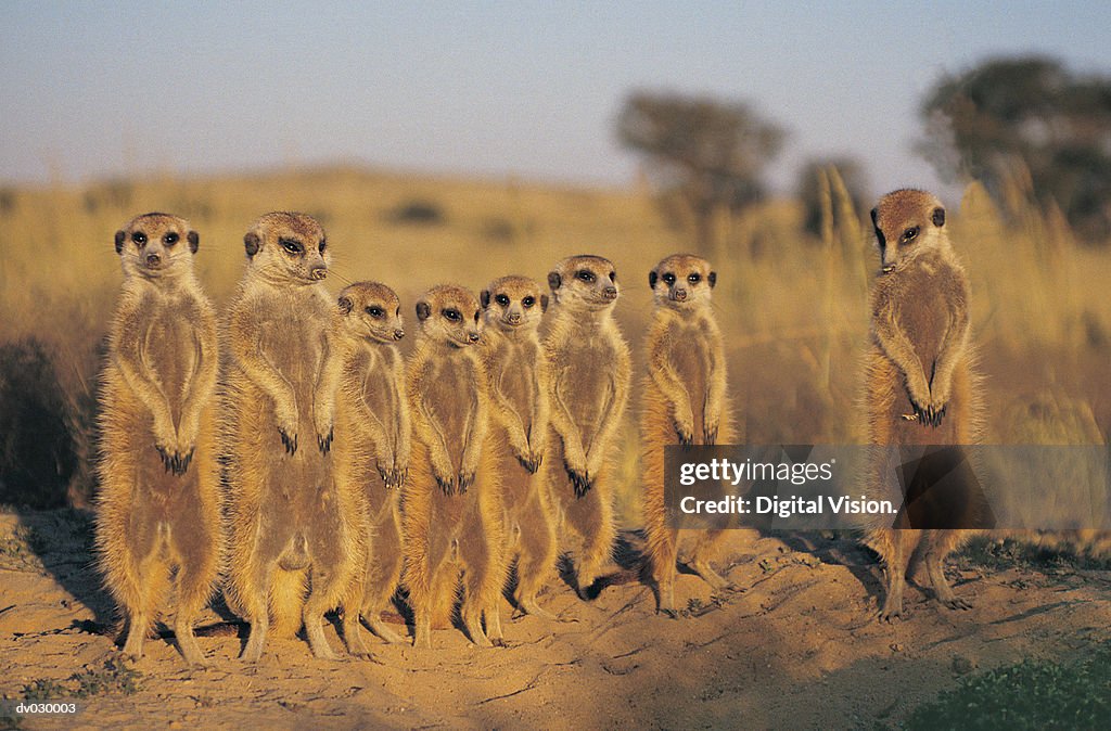 Suricate (Suricate Suricatta) Kalahari Desert, Botswana