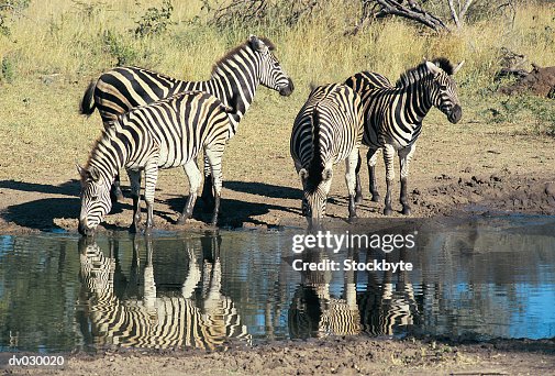 Zebra drinking Zebra drinking