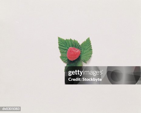 Raspberry on Mint Leaf Raspberry on Mint Leaf