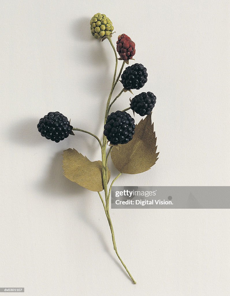 Branch with berries