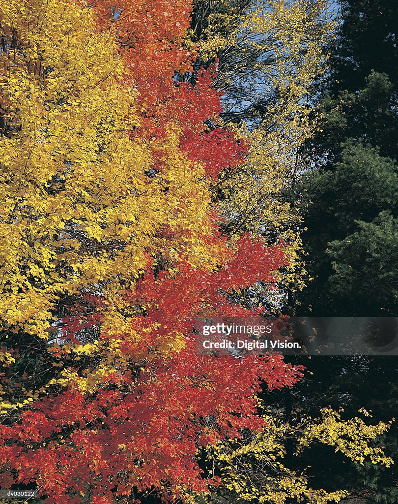 Fall trees, New York, USA