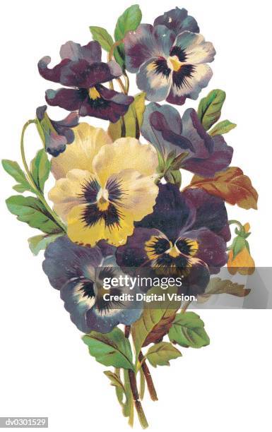 pansies - pansy stock illustrations