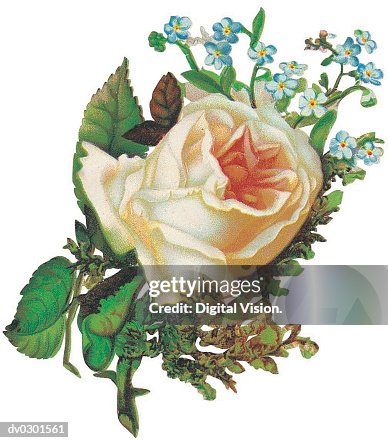Blush rose Blush rose
