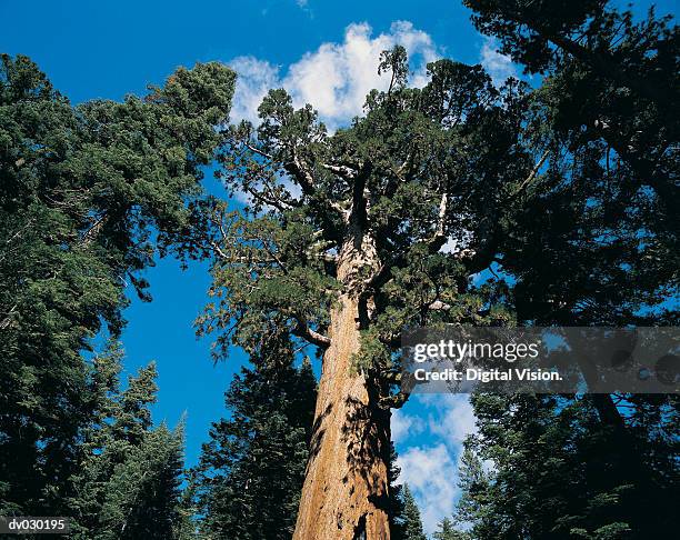 giant sequoia tree, yosemite national park, usa - sequoia stock pictures, royalty-free photos & images