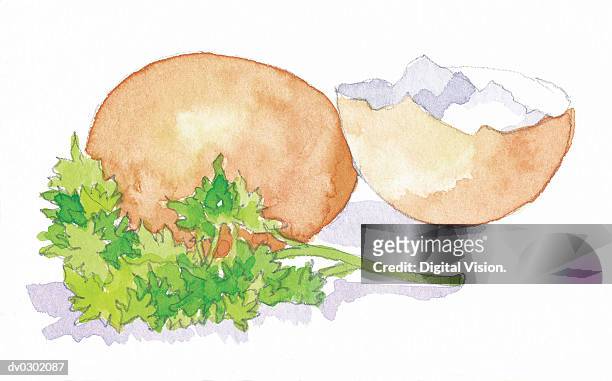 stockillustraties, clipart, cartoons en iconen met egg and eggshell garnished with parsley - eggshells of olive ridley turtles found versova beach confirmed as nesting site