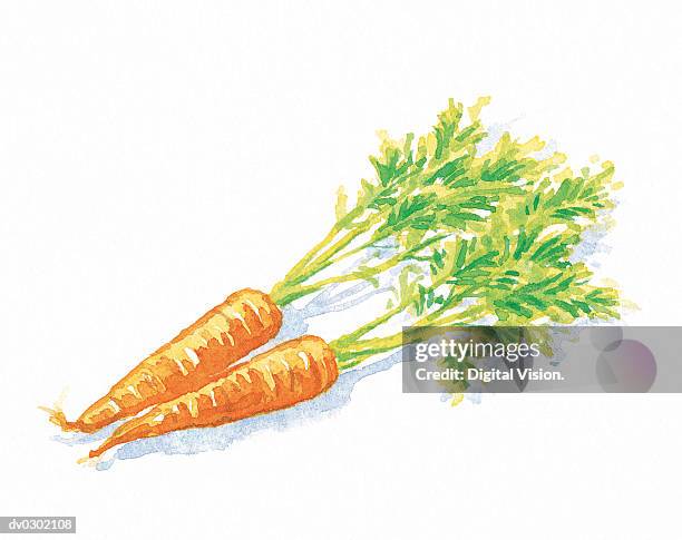 carrots with tops - root vegetable stock illustrations