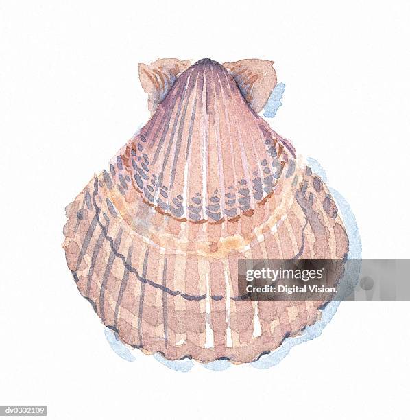 Scallop Shell Poster Scallop Shell High-Res Vector Graphic - Getty Images
